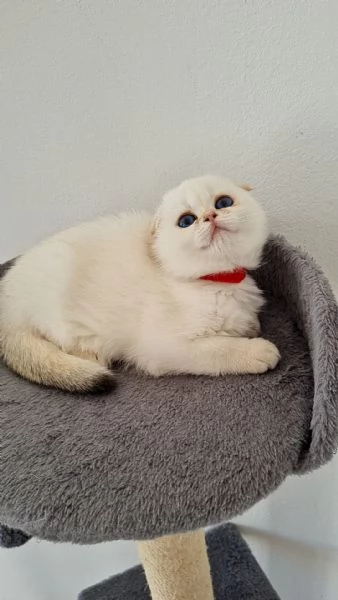 Scottish Fold e Straight  | Foto 0