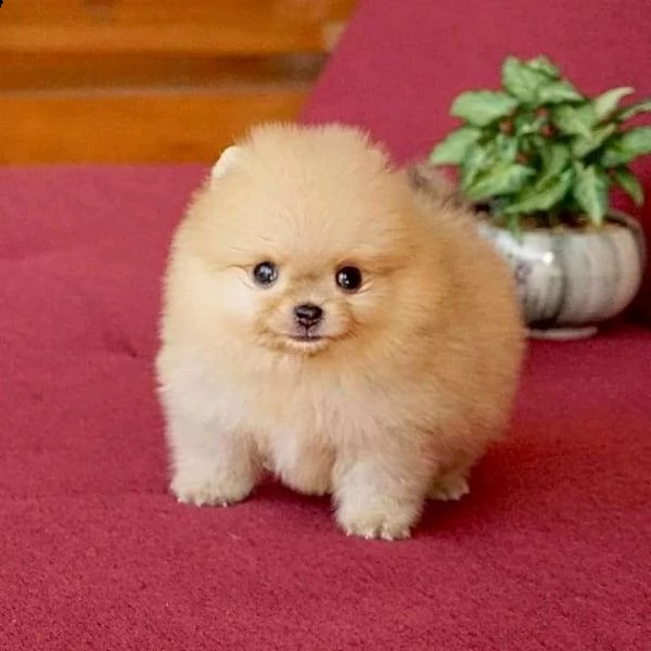 regalo cucciolo volpino pomerania da volontario........ | Foto 0