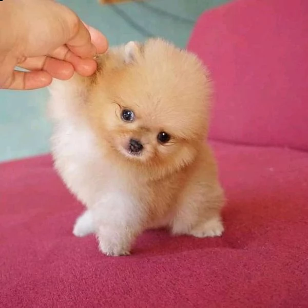 regalo cucciolo volpino pomerania da volontario........