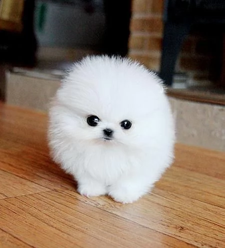 adorabile cucciolo di pomerania.