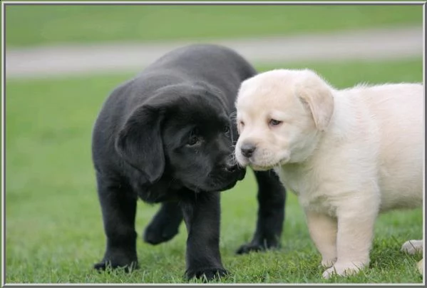 adorabile labrador con documenti | Foto 0