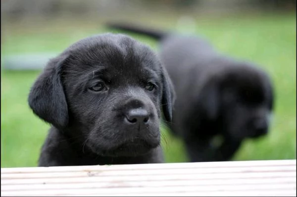 adorabile labrador con documenti