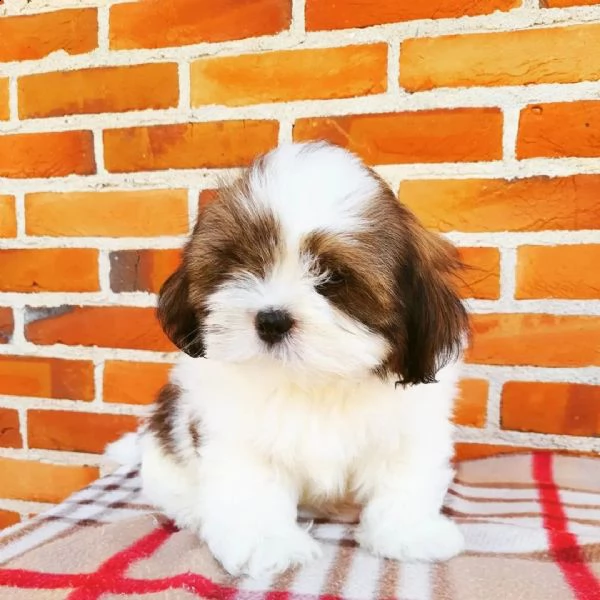 cuccioli lhasa apso maschi e femmine