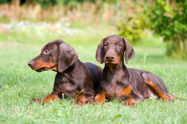 splendidi cuccioli kc excellent home breeds doberman maschi e femmine in cerca di una casa per sempr