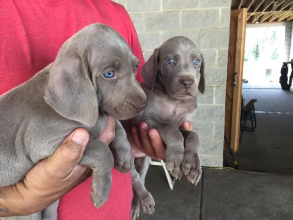 cuccioli weimaraner maschi e femmine