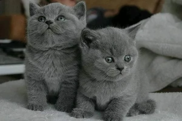 gattini british shorthair