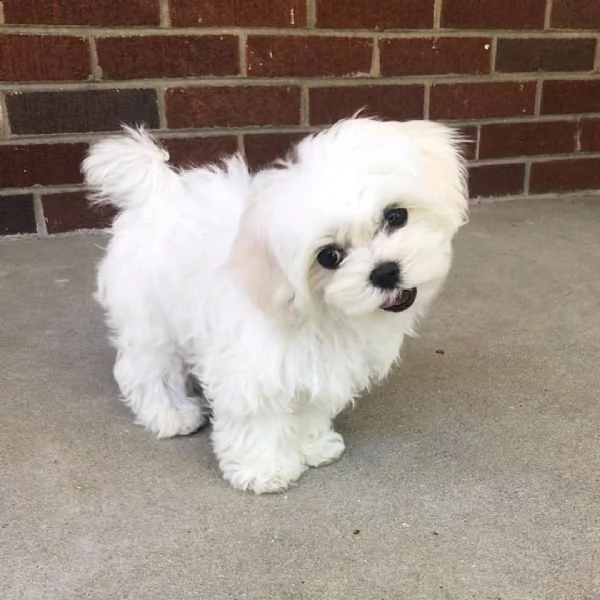 adorabili cuccioli di princess maltese ora pronti per il reinserimento