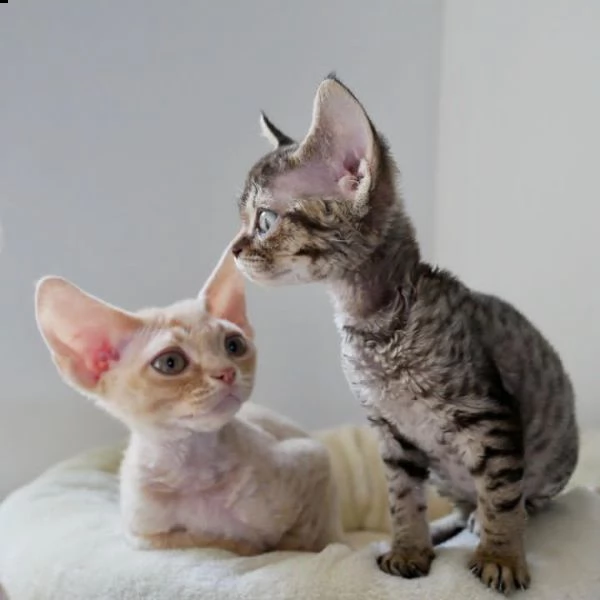 devon rex  gattino | Foto 1