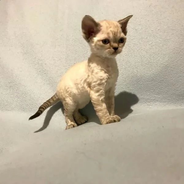 devon rex  gattino