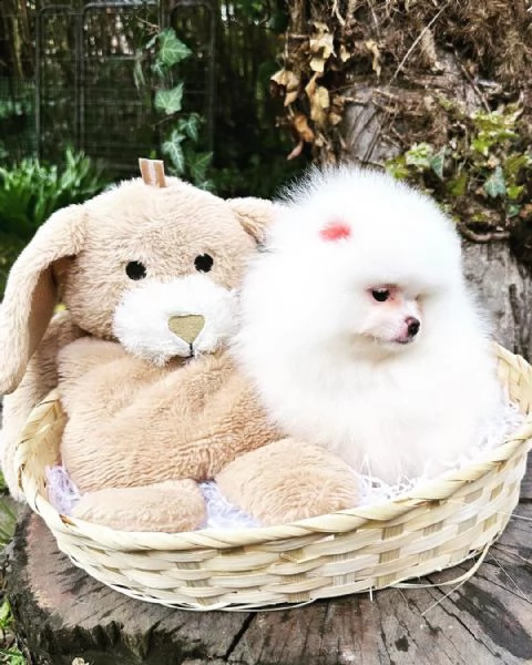 fantastici cuccioli di pomerania per l'adozione (+393509706299)