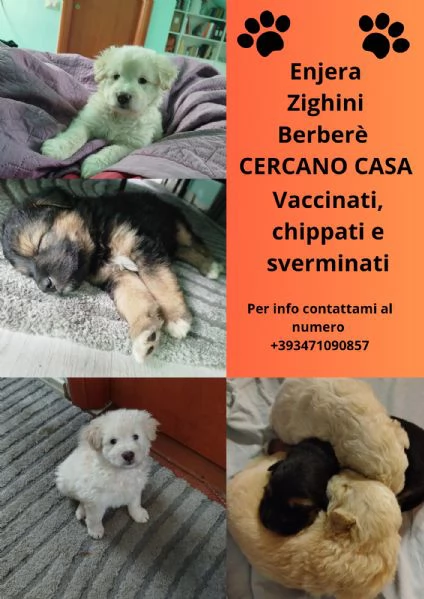 REGALO CUCCIOLI 