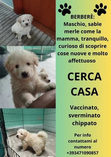 REGALO CUCCIOLI  | Foto 1