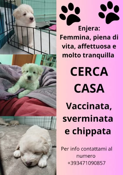 REGALO CUCCIOLI  | Foto 0