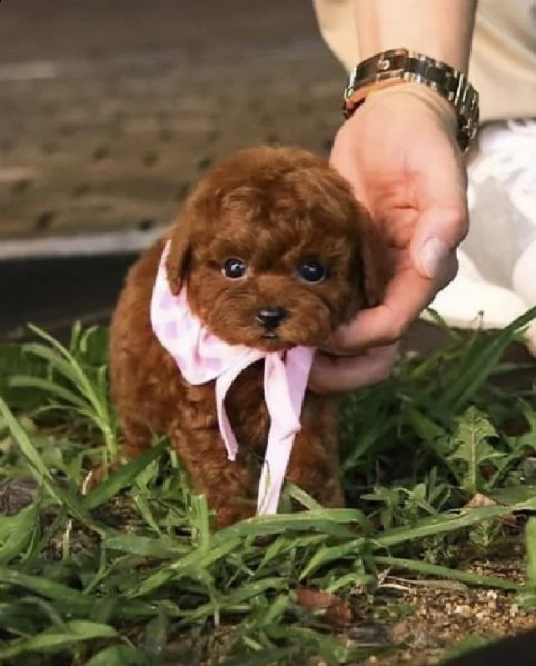 cuccioli barboncino nano albicocca | Foto 0