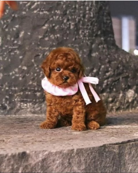 cuccioli barboncino nano albicocca