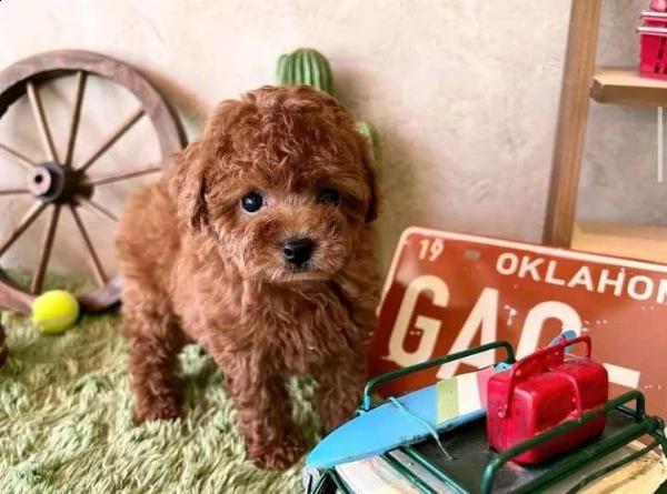 cuccioli di cane barboncino toy!