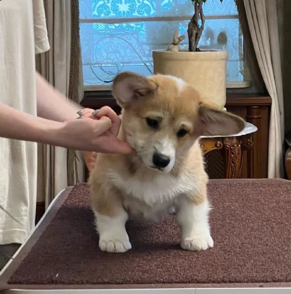 bellissimo cucciolo di bassotto con certificato di razza garanzia 15 giorni e documenti aggiornati