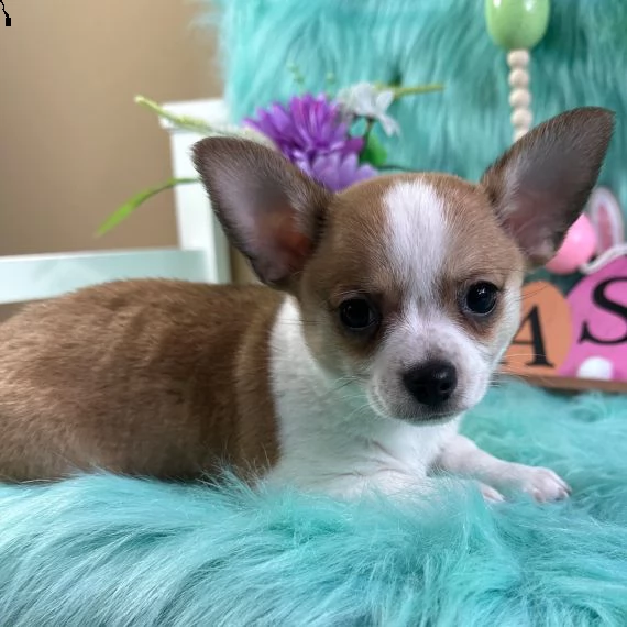 adorabile cucciolo di chihuahua per adozione questo cucciolo è ben addestrato e amato.