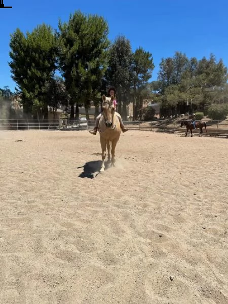 quarter horses gelding 