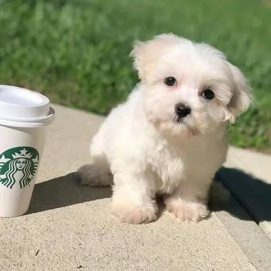 maltese toy cuccioli!