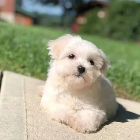 maltese toy cuccioli! | Foto 0