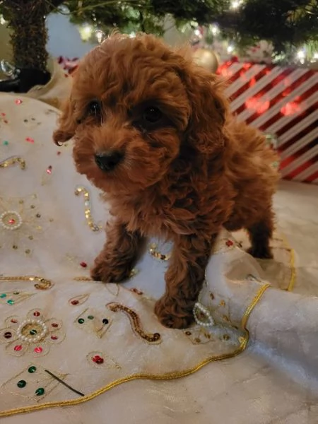 simpatico cuccioli di barboncino toy | Foto 0