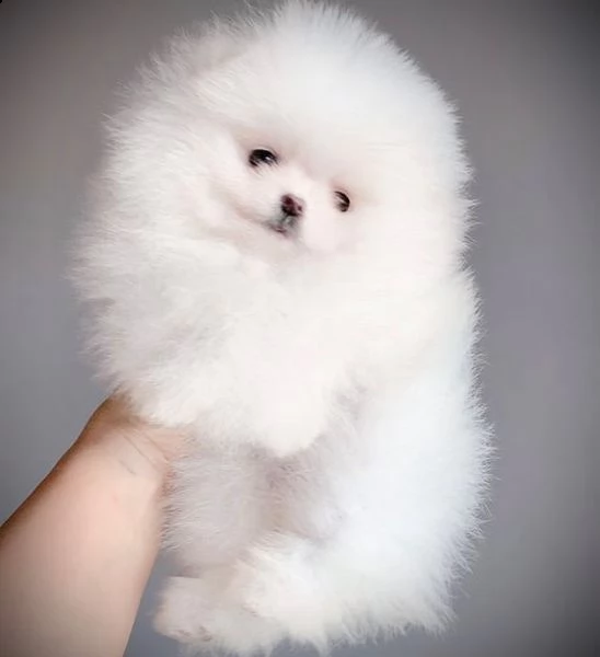 adorabili cuccioli di pomerania (+393509706299)