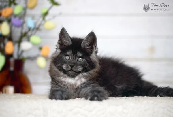 maine coon, color ns