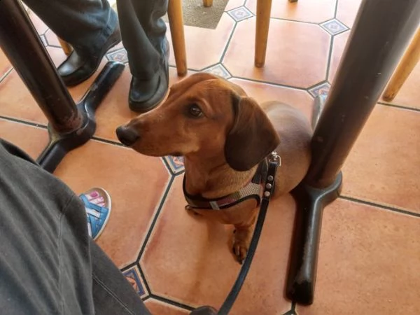 adorabile cucciolo di bassotto in adozione. | Foto 1