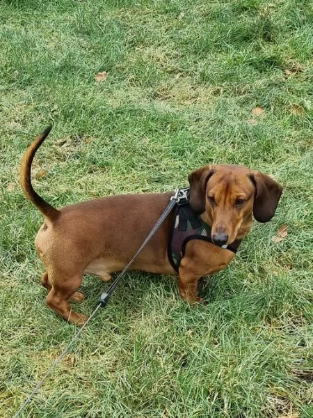 adorabile cucciolo di bassotto in adozione. | Foto 0