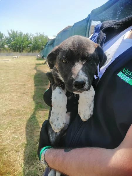 cucciola in adozione dalla puglia 