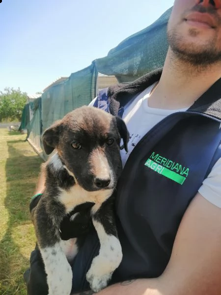 cucciola in adozione dalla puglia  | Foto 1