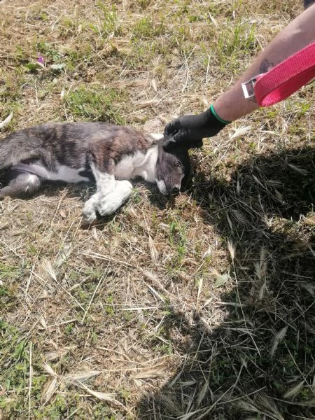 cucciola in adozione dalla puglia  | Foto 0