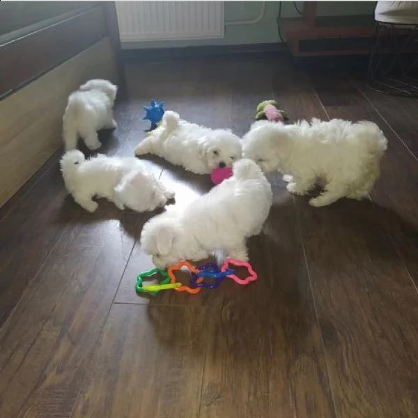 bellissimi cuccioli di maltese (+393509706299)