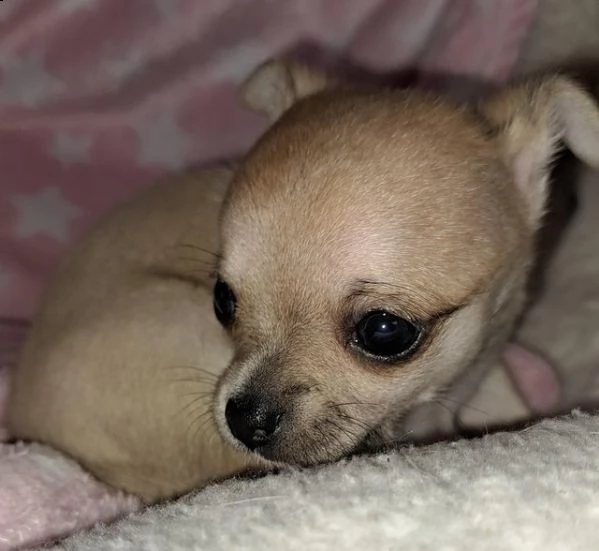 bellissimo cucciolo di chihuahua con certificato di razza