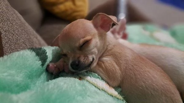 bellissimo cucciolo di chihuahua con certificato di razza | Foto 1