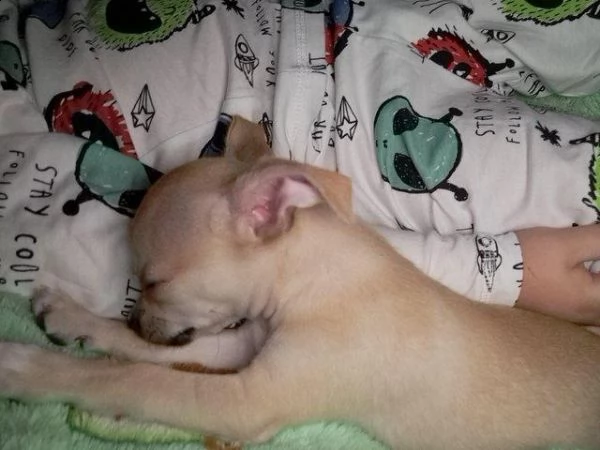 bellissimo cucciolo di chihuahua con certificato di razza | Foto 0