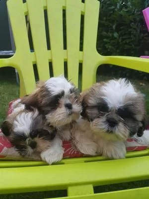 vendita cuccioli shih tzu