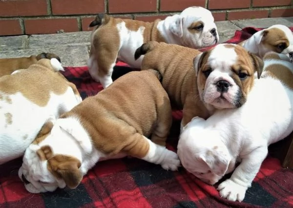 regalo bulldog inglese cuccioli disponibili,.,.,.,