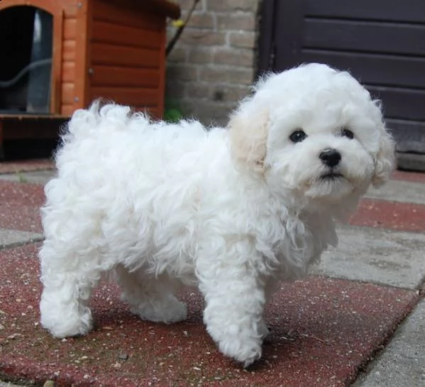 splendidi cuccioli di barboncino maschio e femmina kc excellent home breeds in cerca di una casa per