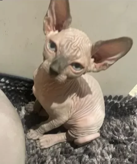 cucciolo gatto nudo sphynx cuccioli 