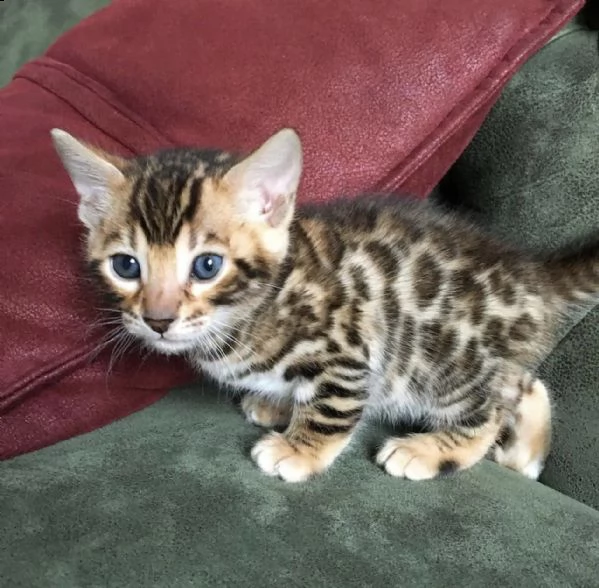 gattini bengala maschio e femmina! | Foto 0