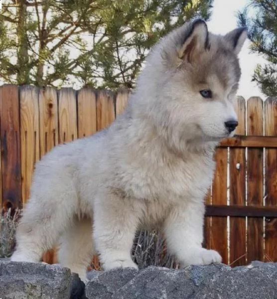  regalo cuccioli siberian husky maschio e femmina abbiamo disponibili cuccioli di siberian husky mas