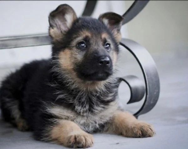  regalo cuccioli pastore tedesco cuccioli pastore tedesco maschio e femmina . uno ideale regalo x i 