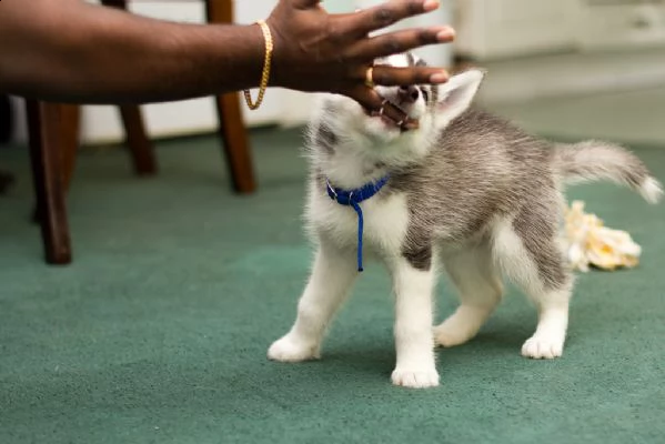 meravigliosi cuccioli di siberian husky | Foto 0