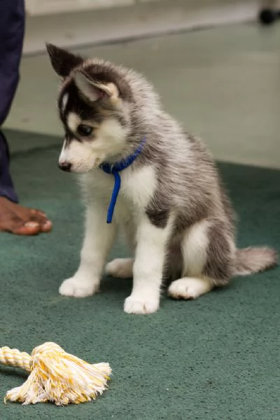 meravigliosi cuccioli di siberian husky