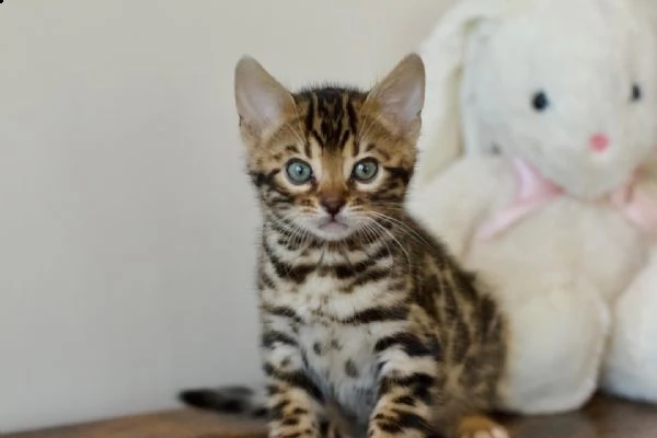 cuccioli gatto bengala