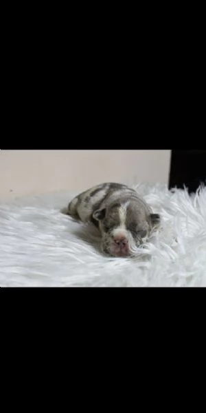 Bulldog francese merle | Foto 3