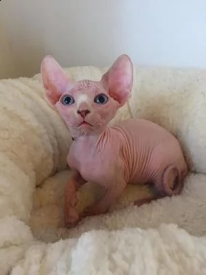 cuccioli canadian sphynx | Foto 1