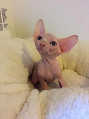 cuccioli canadian sphynx | Foto 0